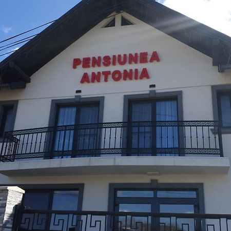 Pensiunea Antonia Sighetu Marmatiei Ngoại thất bức ảnh